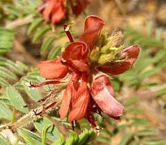 Image result for Indigofera ischnoclada