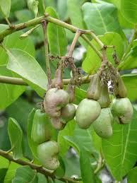 Image result for Anacardium occidentale