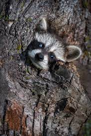 I Know Nothing With Any Certainty But The Sight Of The Stars Makes Me Dream Von Gogh Cute Animals Animals Beautiful Animals Wild