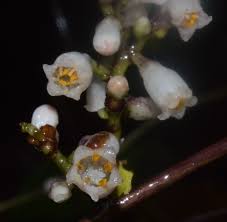 Image result for Cuscuta cassytoides