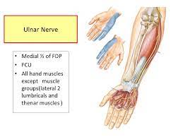 Flexor digitorum superficialis is innervated by muscular branches of the median nerve, derived from roots c8 and t1 that arises from the medial and lateral cords of the brachial plexus. Muscles Of Anterior Compartment Of Forearm Ppt Video Online Download