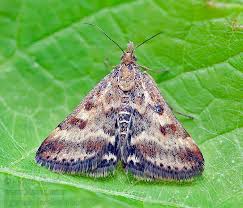 Image result for Pyrausta despicata