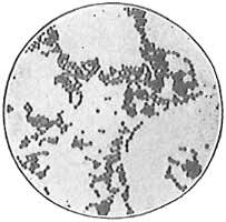 Bacilli , which are rods; The Fundamentals Of Bacteriology By Charles Bradfield Morrey A Project Gutenberg Ebook