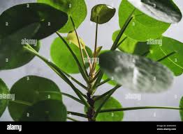 Image result for Pilea angolensis