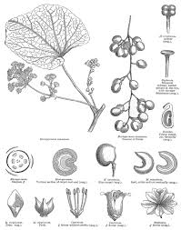 Image result for Menispermaceae