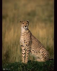 Clyde Elmore Wildlife Photographer