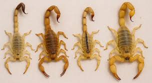 Scorpion ID in Your Home: Southwest Species Guide