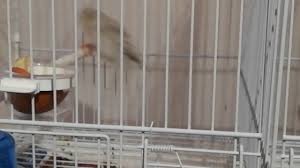 (di respiro) faticoso, difficile, agitato, affannato, ansimante, ansante, asmatico. Canarino Gonfio Che Fare Youtube