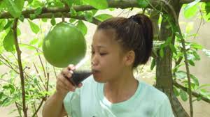 We did not find results for: Preparing Calabash Tree Fruit Juice By Tinny G Unciano Youtube