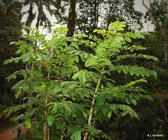 Image result for Zanha golungensis