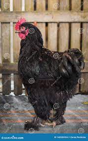 Big Black Sitting Near the Fence in the Village Stock Photo - Image of  agricultural, cockscomb: 143332234
