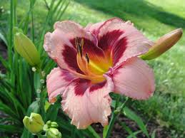 We did not find results for: Daylily Auction Sale Lutherville Md Patch