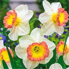200 Pcs Bag Narcissus Seedss Aquatic Plants Double Petals Daffodil Bonsai Flower Seedling Diy Potted Ornamental Garden Plant Review