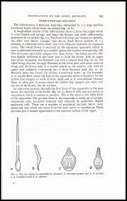 Image result for Ascolepis capensis