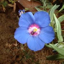 Image result for Lysimachia monelli