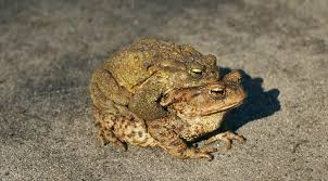 Ein bischen wasser sollte eine erdkröte deutlich weniger stören, als es die wühlmäuse stört, immerhin paaren sich die erdkröten im wasser und sie können ganz passabel schwimmen und auch tauchen. Erdkrote Bufo Bufo Steckbrief Ernahrung Eine Krote Im Eigenen Garten