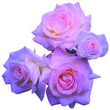 Tumblr purple popular aesthetic stickers dedemax. Transparent Flowers Transparent Flowers Flower Aesthetic Flowers Png Aesthetic