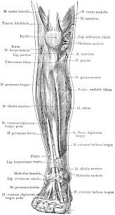 The gastrocnemius muscle has two large bellies, called the medial head and the lateral. Diagram Broken Leg Diagram Full Version Hd Quality Leg Diagram 3dprinterdiagrams Potrosuaemfc Mx