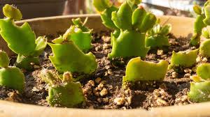 Image result for cactus cuttings