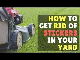 Are Sticker Weeds Invading Your Lawn Here S How To Remove And Prevent Them Home Garden Nola Com In 2020 How To Get Rid Lawn Care Tips Grass Care