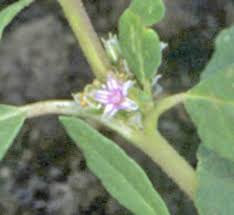 Image result for Zaleya