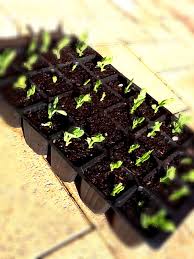 I planted sugar snaps & early dark seeded perfection peas directly outside on march 7th. Oh Sugar Sugar Snap Peas Growing Pains Gains Keen As Beans