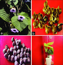 Image result for Argyreia nervosa