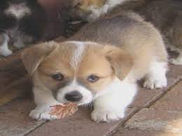 Check spelling or type a new query. Corgi Puppies For Sale Portland Oregon Petsidi
