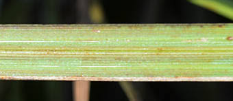 Image result for Scleria mikawana