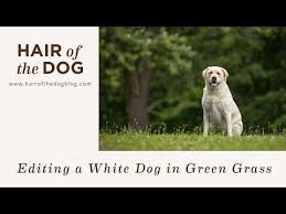 It might be something that's very specific, like a piece of clothing. Editing A White Dog In Green Grass In Lightroom And Photoshop Youtube White Dogs Green Grass Pet Photographer