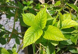 Maybe you would like to learn more about one of these? Yellow Hydrangea Leaves How To Fix The Problem In 7 Days