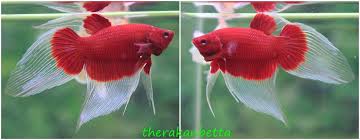 Pin On Veiltail Bettas