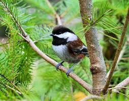 Small Birds Of Western Washington Chestnut Backed Chickadee Washington Bird Pictures Animals All Birds