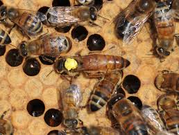 Bookmark webtoonscan to follow it on your manhwa, webtoon completely free. 2021 Buckfast Queen Bee Honeyfields Bee Farm