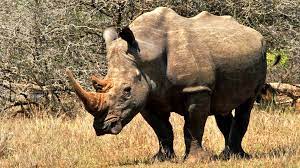 Look up rhinozeros in the german learner's dictionary! Welt Der Tiere Rhinozeros Das Goldene Horn Welt Der Tiere Br Fernsehen Fernsehen Br De