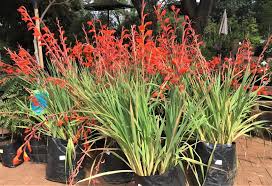 Image result for Gladiolus dalenii