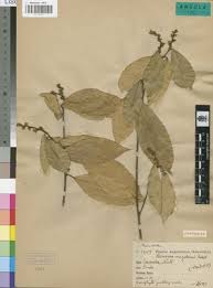 Image result for Rinorea ilicifolia