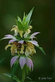 Spotted Bee Balm Horsemint Flower Garden Plants Bee Balm Amazing Flowers