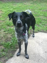 Black Australian Cattle Dog Mix Puppy Border Collie Blue Heeler Mixes Are The Best Dogs Hands Down Just Look How Beautiful Baymax Is Mixed Breed Dogs Lab Mix Puppies Border Collie Lab Mix