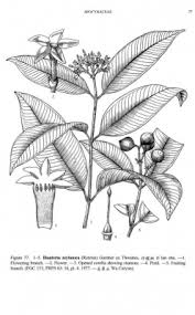 Image result for Hunteria