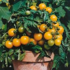 Check spelling or type a new query. Dwarf Tomato Varieties Tomato Growing On The Windowsill