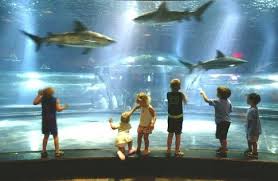 The Shark Tank At The Oklahoma Aquarium In Jenks Just Outside Of Tulsa Oklahoma Aquarium Oklahoma Travel Oklahoma Tourism