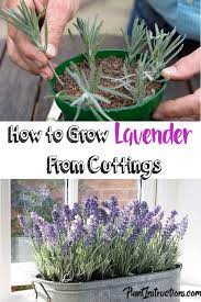 How To Grow Lavender From Cuttings Growing Lavender Plant Cuttings Lavender Plant