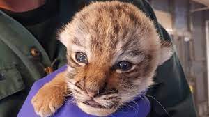 A total of 23 amur tiger cubs have been raised at the zoo over the years, and this newest litter follows last year's new baby giraffe, baby camel, baby zebra, and red pandas, one of whom. Second Amur Tiger Cub Dies At Toronto Zoo Ctv News