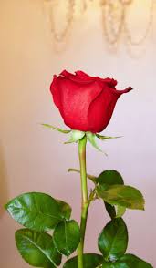 Love Is Something You Can T Describe Like The Look Of A Rose The Smell Of The Rain Love Rose Images Rose Flower Pictures Beautiful Rose Flowers