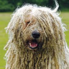 Image result for Komondor