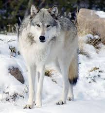Northwestern Wolf Facts Diet Habitat Pictures On