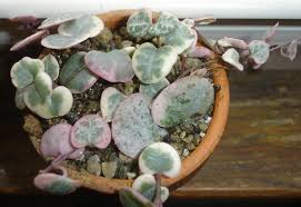 The variegated string of hearts loves that extra porosity. Variegated String Of Hearts Also Called Variegated Rosary Vine Or Lady Heart Ceropegia Woodii Pink Edge Buy It Now