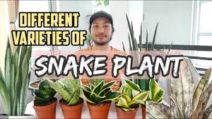 The snake plant or sansevieria trifasciata is a flowering plant that came from west africa, which is a tropical place. Different Varieties Of Snake Plant Youtube