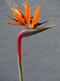 Bird Of Paradise Flower Bouquet Uk Pin On Tattoos